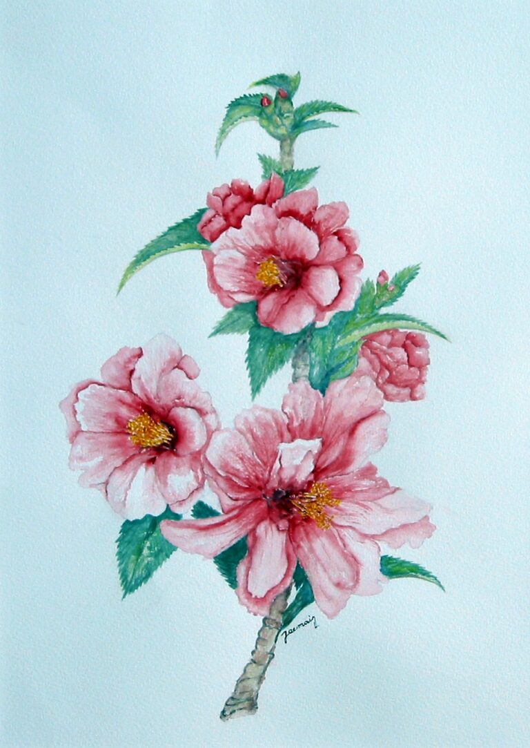 Camelia-red-rose